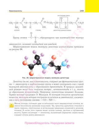 249
дипептид аланилглицин
пептидная связь
Группу атомов , образующуюся при взаимодействии молекул
аминокислот, называют пептидной или амидной.
Шаростержневая модель молекулы дипептида аланилглицина приведена
на рисунке 98.
Рис. 98. Шаростержневая модель молекулы дипептида
Дипептид так же, как и аминокислота, содержит две функциональные груп-
пы — аминогруппу и карбоксильную группу и может реагировать еще с одной
молекулой аминокислоты с образованием трипептида. В процессе дальней-
шей реакции могут быть получены тетра-, пентапептиды и т. д., вплоть
до образования полипептида. Природные полипептиды называют белками.
Термин пептид предложен Э. Фишером. К пептидам относятся органические
вещества, молекулы которых построены из остатков α-аминокислот, соединен-
ных в цепь пептидными связями CO NH .
Многие пептиды, состоящие даже из небольшого числа аминокислотных остатков, яв-
ляются биологически активными веществами. Так, трипептид глутатион относится к
группе гормонов, ответственных за детоксикацию чужеродных соединений в организме
человека. В состав этого гормона входят остатки аланина, цистеина и глутаминовой
кислоты. Гормон окситоцин — нонапептид, вызывающий сокращение гладких мышц,
содержит остатки девяти аминокислот.
Аминокислоты
Народная
асвета
Правообладатель Народная асвета
 