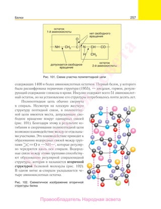 257
содержащих 1400 и более аминокислотных остатков. Первый белок, у которого
была расшифрована первичная структура (1955), — инсулин, гормон, регули-
рующий содержание глюкозы в крови. Инсулин содержит всего 51 аминокислот-
ный остаток, но на установление его структуры потребовалось почти десять лет.
Полипептидная цепь обычно свернута
в спираль. Несмотря на плоскую жесткую
структуру пептидной связи, в полипептид-
ной цепи имеются места, допускающие сво-
бодное вращение вокруг одинарных связей
(рис. 101). Благодаря этому в результате из-
гибания и сворачивания полипептидной цепи
возможно взаимодействие между ее отдельны-
ми участками. Это взаимодействие приводит к
образованию водородных связей между груп-
пами ОC и NН , которые регуляр-
но чередуются вдоль оси спирали. Водород-
ные связи между этими группами способству-
ют образованию регулярной спиралевидной
структуры, которая и называется вторичной
структурой белковой молекулы (рис. 102).
В одном витке α-спирали укладывается че-
тыре аминокислотных остатка.
Рис. 102. Схематичное изображение вторичной
структуры белка
Белки
Рис. 101. Схема участка полипептидной цепи
Народная
асвета
Правообладатель Народная асвета
 
