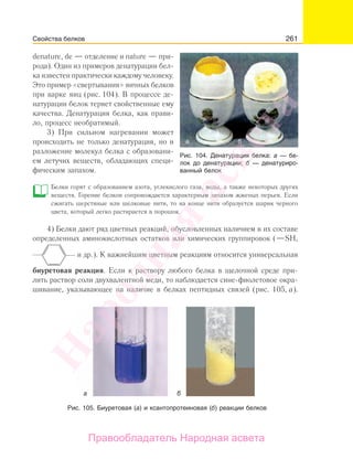 261
denature, de — отделение и nature — при-
рода). Один из примеров денатурации бел-
ка известен практически каждому человеку.
Это пример «свертывания» яичных белков
при варке яиц (рис. 104). В процессе де-
натурации белок теряет свойственные ему
качества. Денатурация белка, как прави-
ло, процесс необратимый.
3) При сильном нагревании может
происходить не только денатурация, но и
разложение молекул белка с образовани-
ем летучих веществ, обладающих специ-
фическим запахом.
Белки горят с образованием азота, углекислого газа, воды, а также некоторых других
веществ. Горение белков сопровождается характерным запахом жженых перьев. Если
сжигать шерстяные или шелковые нити, то на конце нити образуется шарик черного
цвета, который легко растирается в порошок.
4) Белки дают ряд цветных реакций, обусловленных наличием в их составе
определенных аминокислотных остатков или химических группировок (—SH,
и др.). К важнейшим цветным реакциям относится универсальная
биуретовая реакция. Если к раствору любого белка в щелочной среде при-
лить раствор соли двухвалентной меди, то наблюдается сине-фиолетовое окра-
шивание, указывающее на наличие в белках пептидных связей (рис. 105, а).
Рис. 104. Денатурация белка: а — бе-
лок до денатурации; б — денатуриро-
ванный белок
Рис. 105. Биуретовая (а) и ксантопротеиновая (б) реакции белков
Свойства белков
Народная
асвета
Правообладатель Народная асвета
 