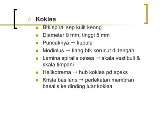  Koklea
 Btk spiral sep kulit keong
 Diameter 9 mm, tinggi 5 mm
 Puncaknya  kupula
 Modiolus  tiang btk kerucut di tengah
 Lamina spiralis ossea  skala vestibuli &
skala timpani
 Helikotrema  hub koklea pd apeks
 Krista basilaris  perlekatan membran
basalis ke dinding luar koklea
 