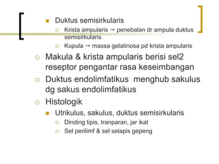  Duktus semisirkularis
 Krista ampularis  penebalan dr ampula duktus
semisirkularis
 Kupula  massa gelatinosa pd krista ampularis
 Makula & krista ampularis berisi sel2
reseptor pengantar rasa keseimbangan
 Duktus endolimfatikus menghub sakulus
dg sakus endolimfatikus
 Histologik
 Utrikulus, sakulus, duktus semisirkularis
 Dinding tipis, tranparan, jar ikat
 Sel perilimf & sel selapis gepeng
 
