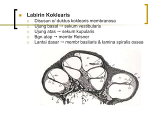  Labirin Koklearis
 Disusun o/ duktus koklearis membranosa
 Ujung basal  sekum vestibularis
 Ujung atas  sekum kupularis
 Bgn atap  membr Reisner
 Lantai dasar  membr basilaris & lamina spiralis ossea
 