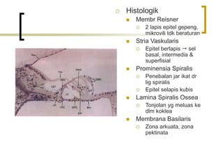  Histologik
 Membr Reisner
 2 lapis epitel gepeng,
mikrovili tdk beraturan
 Stria Vaskularis
 Epitel berlapis  sel
basal, intermedia &
superfisial
 Prominensia Spiralis
 Penebalan jar ikat dr
lig spiralis
 Epitel selapis kubis
 Lamina Spiralis Ossea
 Tonjolan yg meluas ke
dlm koklea
 Membrana Basilaris
 Zona arkuata, zona
pektinata
 