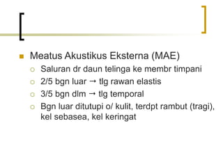  Meatus Akustikus Eksterna (MAE)
 Saluran dr daun telinga ke membr timpani
 2/5 bgn luar  tlg rawan elastis
 3/5 bgn dlm  tlg temporal
 Bgn luar ditutupi o/ kulit, terdpt rambut (tragi),
kel sebasea, kel keringat
 