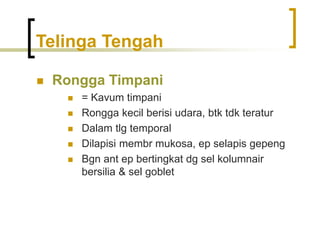 Telinga Tengah
 Rongga Timpani
 = Kavum timpani
 Rongga kecil berisi udara, btk tdk teratur
 Dalam tlg temporal
 Dilapisi membr mukosa, ep selapis gepeng
 Bgn ant ep bertingkat dg sel kolumnair
bersilia & sel goblet
 