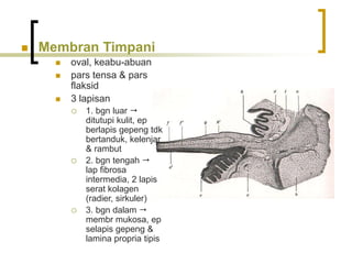  Membran Timpani
 oval, keabu-abuan
 pars tensa & pars
flaksid
 3 lapisan
 1. bgn luar 
ditutupi kulit, ep
berlapis gepeng tdk
bertanduk, kelenjar
& rambut
 2. bgn tengah 
lap fibrosa
intermedia, 2 lapis
serat kolagen
(radier, sirkuler)
 3. bgn dalam 
membr mukosa, ep
selapis gepeng &
lamina propria tipis
 