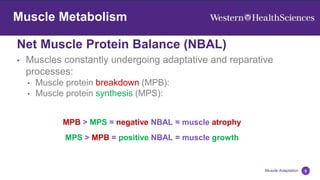 Net Muscle Protein Balance (NBAL)
9
Muscle Adaptation
Muscle Metabolism
• Muscles constantly undergoing adaptative and reparative
processes:
• Muscle protein breakdown (MPB):
• Muscle protein synthesis (MPS):
MPB > MPS = negative NBAL = muscle atrophy
MPS > MPB = positive NBAL = muscle growth
 