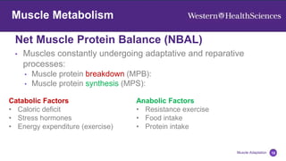 Net Muscle Protein Balance (NBAL)
10
Muscle Adaptation
Muscle Metabolism
• Muscles constantly undergoing adaptative and reparative
processes:
• Muscle protein breakdown (MPB):
• Muscle protein synthesis (MPS):
Catabolic Factors
• Caloric deficit
• Stress hormones
• Energy expenditure (exercise)
Anabolic Factors
• Resistance exercise
• Food intake
• Protein intake
 