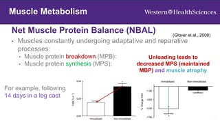 Net Muscle Protein Balance (NBAL)
12
Muscle Adaptation
Muscle Metabolism
• Muscles constantly undergoing adaptative and reparative
processes:
• Muscle protein breakdown (MPB):
• Muscle protein synthesis (MPS):
(Glover et al., 2008)
Unloading leads to
decreased MPS (maintained
MBP) and muscle atrophy
For example, following
14 days in a leg cast
 