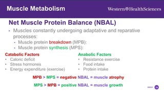 Net Muscle Protein Balance (NBAL)
14
Muscle Adaptation
Muscle Metabolism
• Muscles constantly undergoing adaptative and reparative
processes:
• Muscle protein breakdown (MPB):
• Muscle protein synthesis (MPS):
Catabolic Factors
• Caloric deficit
• Stress hormones
• Energy expenditure (exercise)
Anabolic Factors
• Resistance exercise
• Food intake
• Protein intake
MPB > MPS = negative NBAL = muscle atrophy
MPS > MPB = positive NBAL = muscle growth
 