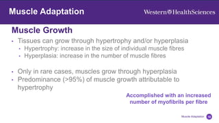 Muscle Growth
16
Muscle Adaptation
Muscle Adaptation
• Tissues can grow through hypertrophy and/or hyperplasia
• Hypertrophy: increase in the size of individual muscle fibres
• Hyperplasia: increase in the number of muscle fibres
• Only in rare cases, muscles grow through hyperplasia
• Predominance (>95%) of muscle growth attributable to
hypertrophy
Accomplished with an increased
number of myofibrils per fibre
 