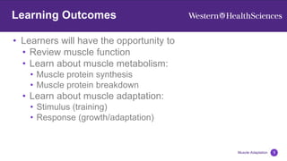 • Learners will have the opportunity to
• Review muscle function
• Learn about muscle metabolism:
• Muscle protein synthesis
• Muscle protein breakdown
• Learn about muscle adaptation:
• Stimulus (training)
• Response (growth/adaptation)
1
Learning Outcomes
Muscle Adaptation
 