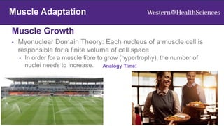 Muscle Growth
19
Muscle Adaptation
Muscle Adaptation
• Myonuclear Domain Theory: Each nucleus of a muscle cell is
responsible for a finite volume of cell space
• In order for a muscle fibre to grow (hypertrophy), the number of
nuclei needs to increase. Analogy Time!
 