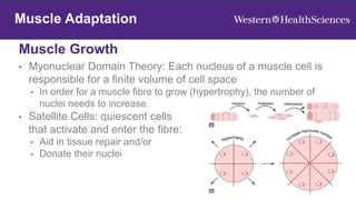 Muscle Growth
20
Muscle Adaptation
Muscle Adaptation
• Myonuclear Domain Theory: Each nucleus of a muscle cell is
responsible for a finite volume of cell space
• In order for a muscle fibre to grow (hypertrophy), the number of
nuclei needs to increase.
• Satellite Cells: quiescent cells
that activate and enter the fibre:
• Aid in tissue repair and/or
• Donate their nuclei
 