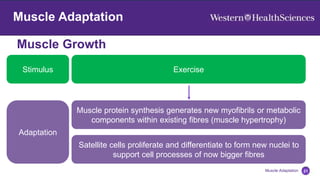 Muscle Growth
21
Muscle Adaptation
Muscle Adaptation
Muscle protein synthesis generates new myofibrils or metabolic
components within existing fibres (muscle hypertrophy)
Satellite cells proliferate and differentiate to form new nuclei to
support cell processes of now bigger fibres
Exercise
Stimulus
Adaptation
 