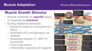 Muscle Adaptation
Muscle Growth Stimulus
22
Muscle Adaptation
• Muscle responds (in specific ways)
in response to overload
• During resistance exercise:
• Muscle ion balance is disrupted (Ca+
influx)
• Substrates (PCr and glycogen) are
depleted
• Metabolites (lactate, H+, ADP, Pi)
accumulate
• Force is generated
• Inflammation cascades are triggered
 