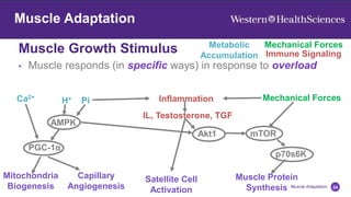Muscle Adaptation
Muscle Growth Stimulus
24
Muscle Adaptation
• Muscle responds (in specific ways) in response to overload
Metabolic
Accumulation
Mechanical Forces
Immune Signaling
Ca2+
H+ Pi Inflammation
IL, Testosterone, TGF
Mechanical Forces
AMPK
PGC-1α
Mitochondria
Biogenesis
Capillary
Angiogenesis
mTOR
p70s6K
Akt1
Muscle Protein
Synthesis
Satellite Cell
Activation
 