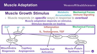 Muscle Adaptation
Muscle Growth Stimulus
25
Muscle Adaptation
• Muscle responds (in specific ways) in response to overload
Metabolic
Accumulation
Mechanical Forces
Immune Signaling
Ca2+
H+ Pi Inflammation
IL, Testosterone, TGF
Mechanical Forces
AMPK
PGC-1α
Mitochondria
Biogenesis
Capillary
Angiogenesis
mTOR
p70s6K
Akt1
Muscle Protein
Synthesis
Satellite Cell
Activation
Muscle adaptation depends on stimulus.
Stimulus depends on loading
 