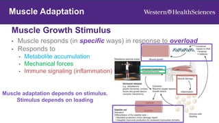 Muscle Adaptation
Muscle Growth Stimulus
26
Muscle Adaptation
• Muscle responds (in specific ways) in response to overload
• Responds to
• Metabolite accumulation
• Mechanical forces
• Immune signaling (inflammation)
Muscle adaptation depends on stimulus.
Stimulus depends on loading
 