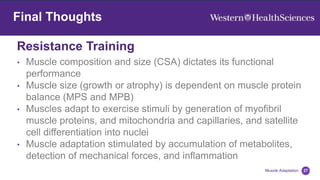 27
Resistance Training
Muscle Adaptation
Final Thoughts
• Muscle composition and size (CSA) dictates its functional
performance
• Muscle size (growth or atrophy) is dependent on muscle protein
balance (MPS and MPB)
• Muscles adapt to exercise stimuli by generation of myofibril
muscle proteins, and mitochondria and capillaries, and satellite
cell differentiation into nuclei
• Muscle adaptation stimulated by accumulation of metabolites,
detection of mechanical forces, and inflammation
 