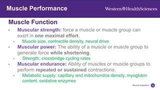 Muscle Function
3
Muscle Adaptation
Muscle Performance
• Muscular strength: force a muscle or muscle group can
exert in one maximal effort.
• Muscle size, contractile density, neural drive
• Muscular power: The ability of a muscle or muscle group to
generate force while shortening.
• Strength, crossbridge cycling rates
• Muscular endurance: Ability of muscles or muscle groups to
perform repeated or sustained contractions.
• Metabolic supply: capillary and mitochondria density, myoglobin
content, oxidative enzymes
 
