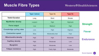 4
Muscle Adaptation
Muscle Fibre Types
Type I (slow) Type IIa Type IIx
Twitch Duration Long Short Shorter
Myofibrillar density Low(er) High High(est)
Force output Low Medium High
Crossbridge cycling rates Low High High(er)
Contraction speed Slow Moderately fast Fast
Mitochondria density High High Moderate
Capillary density High Moderate Low
Myoglobin High Moderate Low
Fatigue resistance High Fairly High Moderate
Strength
Power
Endurance
 