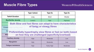 5
Muscle Adaptation
Muscle Fibre Types
Type I (slow) Type IIa Type IIx
Twitch Duration Long Short Shorter
Myofibrillar density Low(er) High High(est)
Force output Low Medium High
Crossbridge cycling rates Low High High(er)
Contraction speed Slow Moderately fast Fast
Mitochondria density High High Moderate
Capillary density High Moderate Low
Myoglobin High Moderate Low
Fatigue resistance High Fairly High Moderate
Both Slow and fast fibres can adapt to have characteristics
of faster or slower fibres
Preferentially hypertrophy slow fibres or fast (or both) based
on how they are challenged (specificity/overload)
 