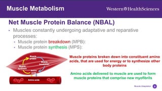 Net Muscle Protein Balance (NBAL)
8
Muscle Adaptation
Muscle Metabolism
• Muscles constantly undergoing adaptative and reparative
processes:
• Muscle protein breakdown (MPB):
• Muscle protein synthesis (MPS):
Amino acids delivered to muscle are used to form
muscle proteins that comprise new myofibrils
Muscle proteins broken down into constituent amino
acids, that are used for energy or to synthesize other
body proteins
 