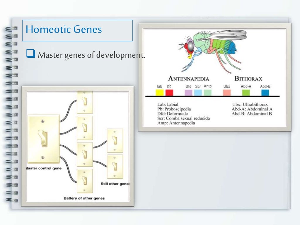 Embryonal Homeobox Genes
