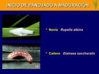 INICIO DE PANOJADO A MADURACIÓN
• Novia Rupella albina
• Cañero Diatraea saccharalis
 