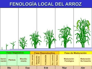 FENOLOGÍA LOCAL DEL ARROZ
Dic Ene Feb Mar Abr
Fase Vegetativa Fase de Maduración
Fase Reproductiva
Germi-
nación
Plántula
...