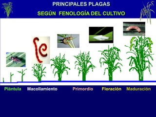 PRINCIPALES PLAGAS
SEGÚN FENOLOGÍA DEL CULTIVO
Plántula Macollamiento Primordio Floración Maduración
 