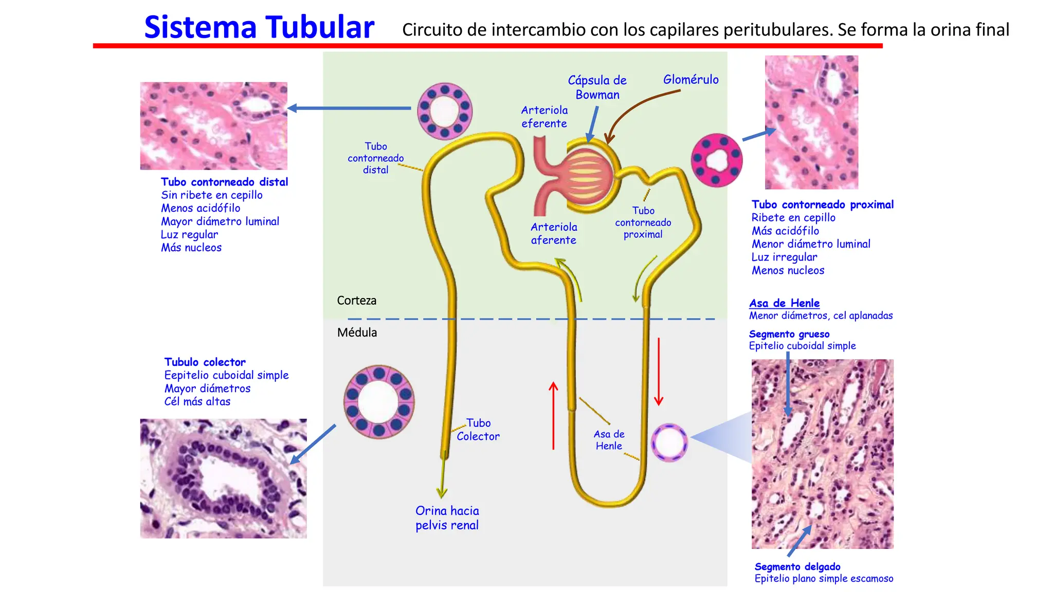 El Riñon. partes generales y especificas | PPT