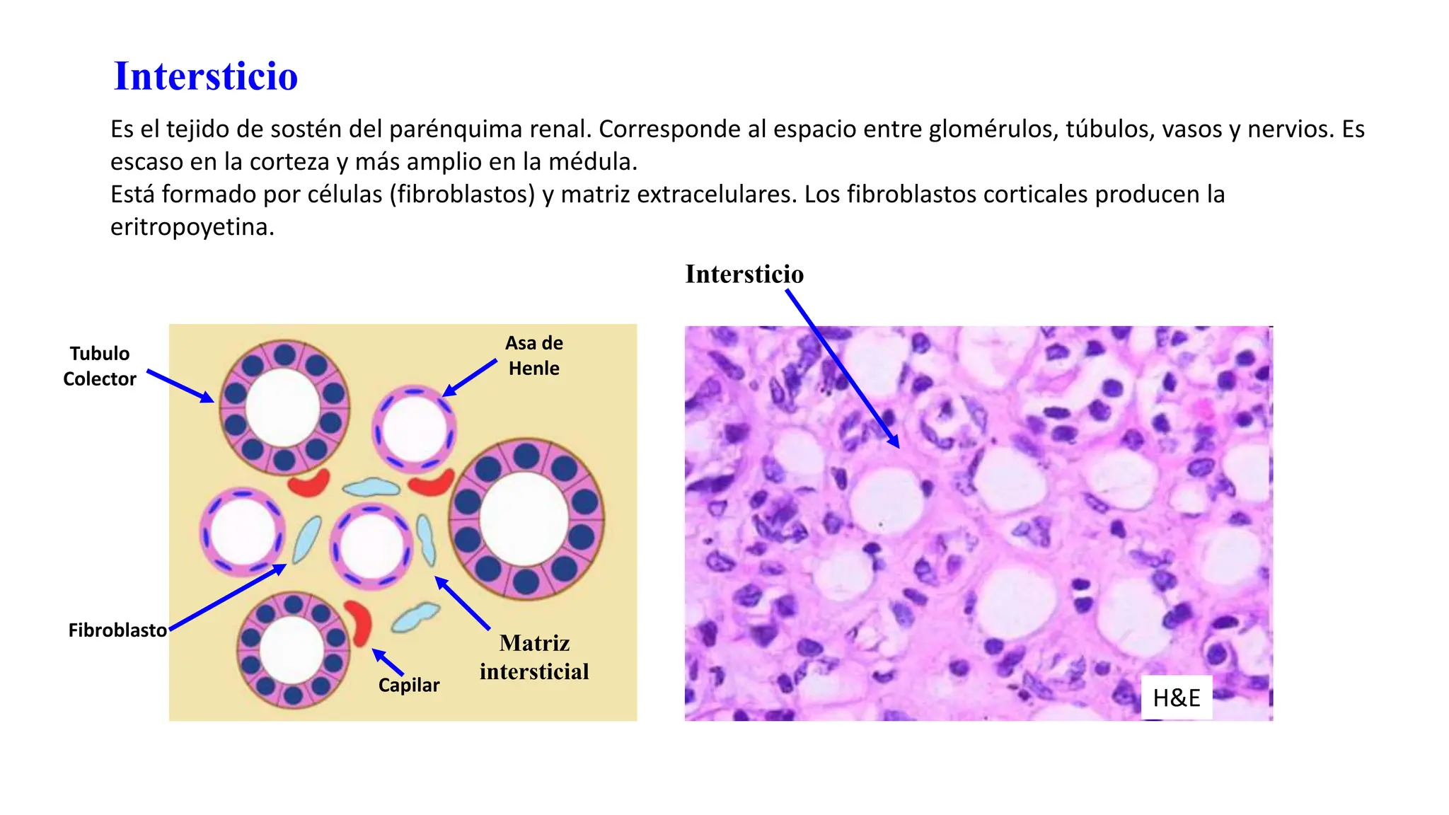 El Riñon. partes generales y especificas | PPT