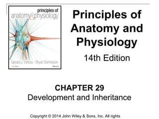 CHAPTER 29
Development and Inheritance
Principles of
Anatomy and
Physiology
14th Edition
Copyright © 2014 John Wiley & Sons, Inc. All rights
 