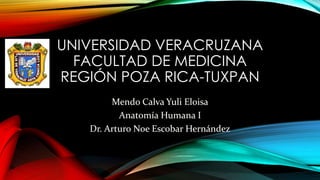UNIVERSIDAD VERACRUZANA
FACULTAD DE MEDICINA
REGIÓN POZA RICA-TUXPAN
Mendo Calva Yuli Eloisa
Anatomía Humana I
Dr. Arturo Noe Escobar Hernández
 