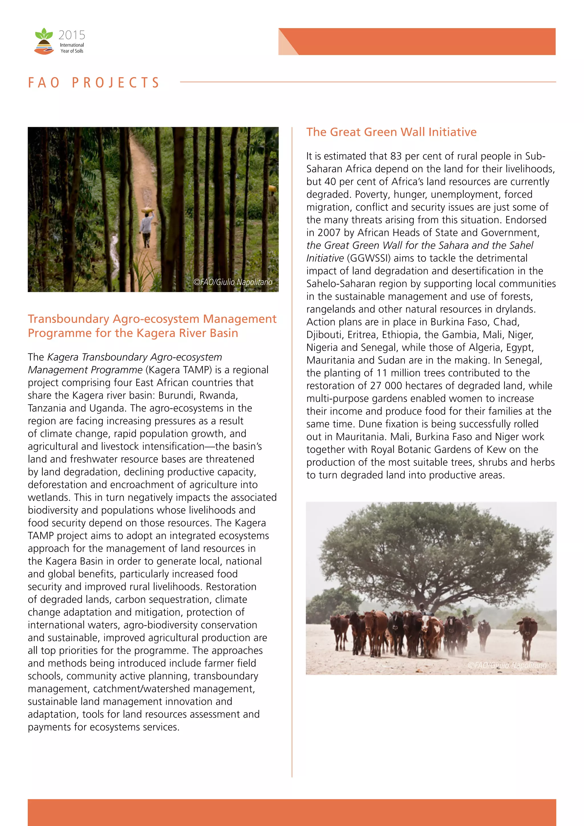 Transboundary Agro-ecosystem Management
Programme for the Kagera River Basin
The Kagera Transboundary Agro-ecosystem
Management Programme (Kagera TAMP) is a regional
project comprising four East African countries that
share the Kagera river basin: Burundi, Rwanda,
Tanzania and Uganda. The agro-ecosystems in the
region are facing increasing pressures as a result
of climate change, rapid population growth, and
agricultural and livestock intensification—the basin’s
land and freshwater resource bases are threatened
by land degradation, declining productive capacity,
deforestation and encroachment of agriculture into
wetlands. This in turn negatively impacts the associated
biodiversity and populations whose livelihoods and
food security depend on those resources. The Kagera
TAMP project aims to adopt an integrated ecosystems
approach for the management of land resources in
the Kagera Basin in order to generate local, national
and global benefits, particularly increased food
security and improved rural livelihoods. Restoration
of degraded lands, carbon sequestration, climate
change adaptation and mitigation, protection of
international waters, agro-biodiversity conservation
and sustainable, improved agricultural production are
all top priorities for the programme. The approaches
and methods being introduced include farmer field
schools, community active planning, transboundary
management, catchment/watershed management,
sustainable land management innovation and
adaptation, tools for land resources assessment and
payments for ecosystems services.
The Great Green Wall Initiative
It is estimated that 83 per cent of rural people in Sub-
Saharan Africa depend on the land for their livelihoods,
but 40 per cent of Africa’s land resources are currently
degraded. Poverty, hunger, unemployment, forced
migration, conflict and security issues are just some of
the many threats arising from this situation. Endorsed
in 2007 by African Heads of State and Government,
the Great Green Wall for the Sahara and the Sahel
Initiative (GGWSSI) aims to tackle the detrimental
impact of land degradation and desertification in the
Sahelo-Saharan region by supporting local communities
in the sustainable management and use of forests,
rangelands and other natural resources in drylands.
Action plans are in place in Burkina Faso, Chad,
Djibouti, Eritrea, Ethiopia, the Gambia, Mali, Niger,
Nigeria and Senegal, while those of Algeria, Egypt,
Mauritania and Sudan are in the making. In Senegal,
the planting of 11 million trees contributed to the
restoration of 27 000 hectares of degraded land, while
multi-purpose gardens enabled women to increase
their income and produce food for their families at the
same time. Dune fixation is being successfully rolled
out in Mauritania. Mali, Burkina Faso and Niger work
together with Royal Botanic Gardens of Kew on the
production of the most suitable trees, shrubs and herbs
to turn degraded land into productive areas.
©FAO/Giulio Napolitano
©FAO/Giulio Napolitano
F A O P R O J E C T S
 