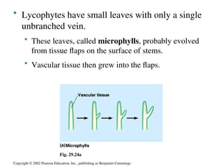 29E-Pteridophytes.details on general characteristics | PPT