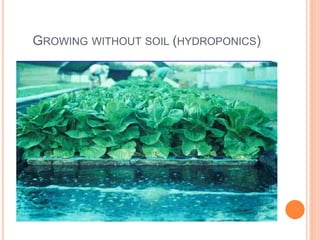 GROWING WITHOUT SOIL (HYDROPONICS)
 