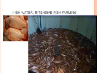 FISH WATER: INTENSIVE FISH FARMING
 