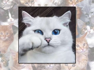 Coby-Kucing-Paling-Cakep-di-Dunia-Mata-Biru-533x533
 