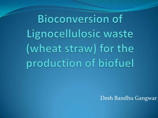 Bioconversion of      Lignocellulosic waste     (wheat straw) for the production of biofuelDesh Bandhu Gangwar
