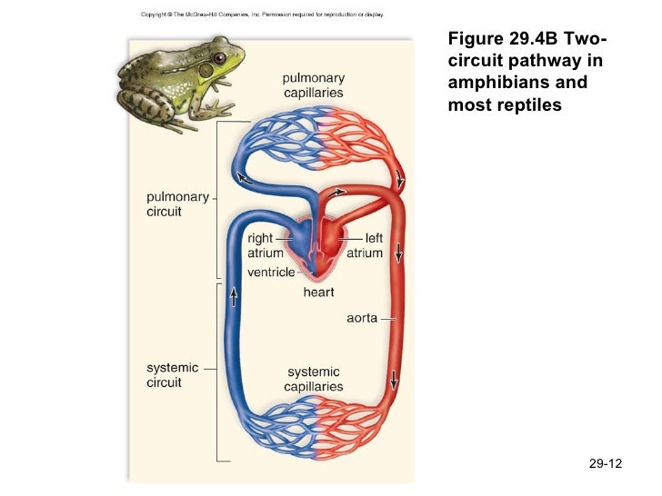 CardioVascular System