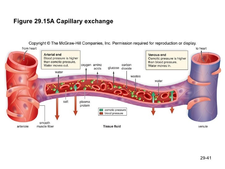 CardioVascular System