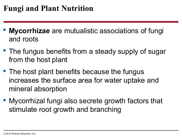mutualistic associations of plant roots and fungi are called