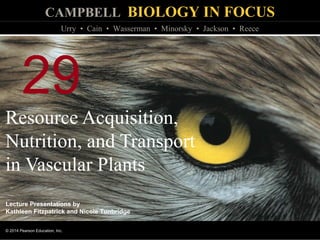 CAMPBELL BIOLOGY IN FOCUS
© 2014 Pearson Education, Inc.
Urry • Cain • Wasserman • Minorsky • Jackson • Reece
Lecture Presentations by
Kathleen Fitzpatrick and Nicole Tunbridge
29
Resource Acquisition,
Nutrition, and Transport
in Vascular Plants
 