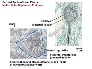 Derived Traits of Land Plants
Multicellular Dependent Embryos
Embryo
Maternal tissue
Wall ingrowths
Placental transfer cell
(outlined in blue)
Embryo (LM) and placental transfer cell (TEM)
of Marchantia (a liverwort)
2 µm
10 µm
 