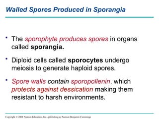 Copyright © 2008 Pearson Education, Inc., publishing as Pearson Benjamin Cummings
Walled Spores Produced in Sporangia
• The sporophyte produces spores in organs
called sporangia.
• Diploid cells called sporocytes undergo
meiosis to generate haploid spores.
• Spore walls contain sporopollenin, which
protects against dessication making them
resistant to harsh environments.
 