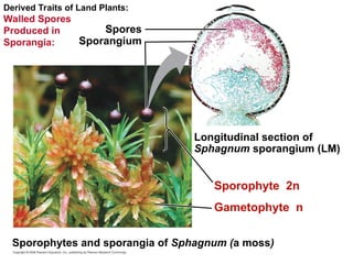 Derived Traits of Land Plants:
Walled Spores
Produced in
Sporangia:
Spores
Sporangium
Sporophyte 2n
Longitudinal section of
Sphagnum sporangium (LM)
Gametophyte n
Sporophytes and sporangia of Sphagnum (a moss)
 