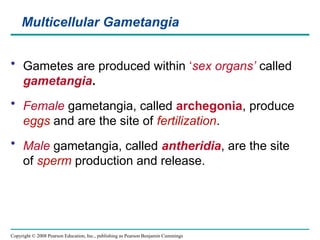 Copyright © 2008 Pearson Education, Inc., publishing as Pearson Benjamin Cummings
Multicellular Gametangia
• Gametes are produced within ‘sex organs’ called
gametangia.
• Female gametangia, called archegonia, produce
eggs and are the site of fertilization.
• Male gametangia, called antheridia, are the site
of sperm production and release.
 